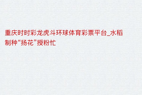 重庆时时彩龙虎斗环球体育彩票平台_水稻制种“扬花”授粉忙
